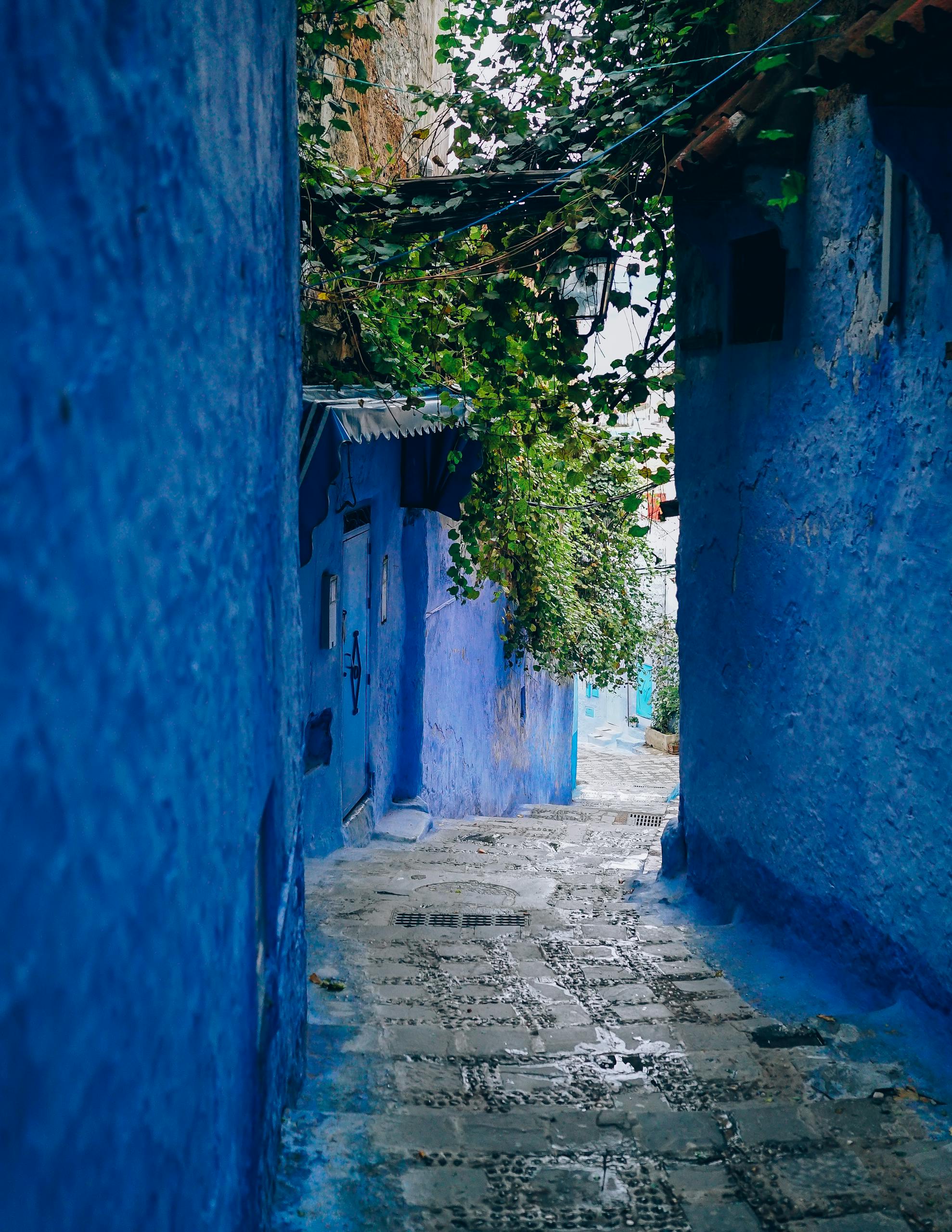A picturesque narrow alley with blue painted walls and ivy in Marrakech, Morocco.